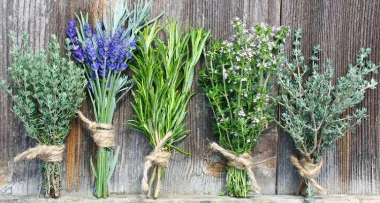 Αυτά τα βότανα θεραπεύουν προβλήματα που δεν φαντάζεστε!